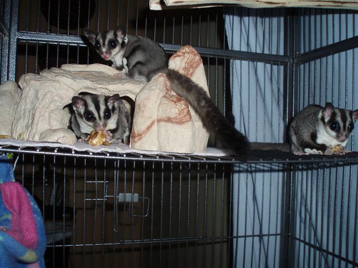 petco sugar glider cage