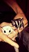 Click Here to View - My sugar gliders