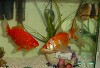 Click Here to View - Our Fishies!