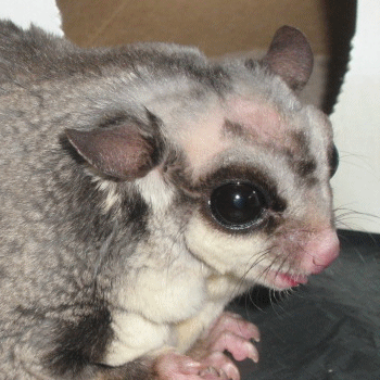 Sugarglider Gliderpedia Over Grooming