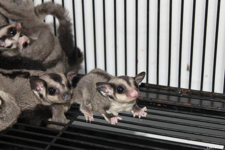 GliderGossip - Black nose sugar glider