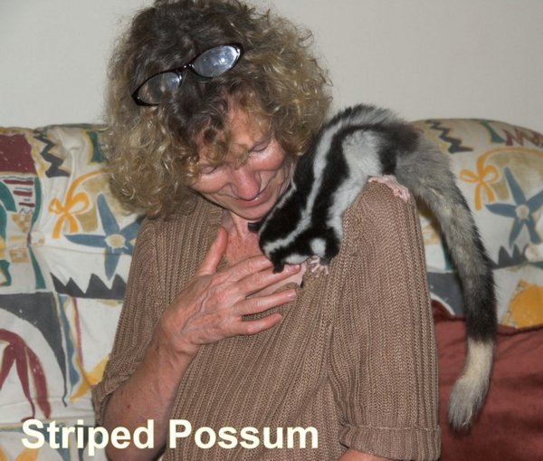 Striped Possum - 3.jpg