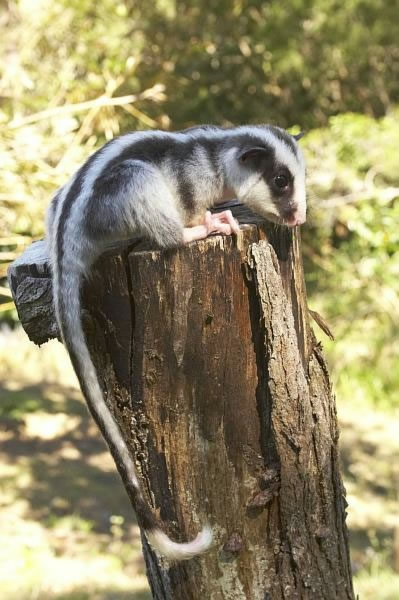 Striped Possum on post 002.jpg