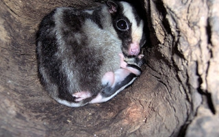 Striped PossumwBaby.jpg