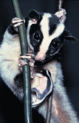 Striped-Possum-EPAQ.jpg