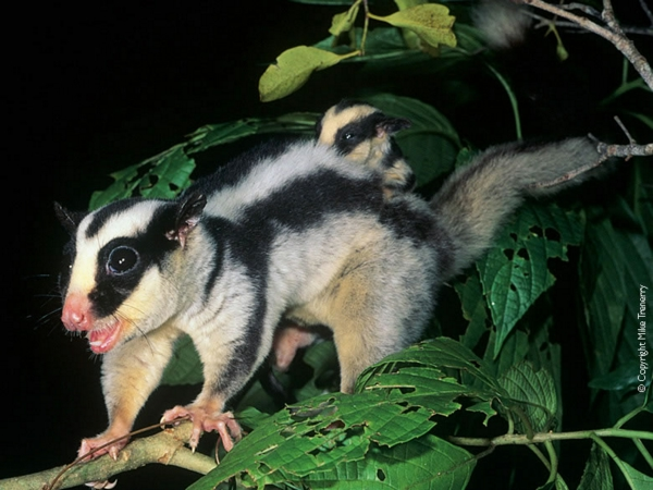 StripedPossum.jpg