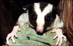 _454739_possum300.jpg