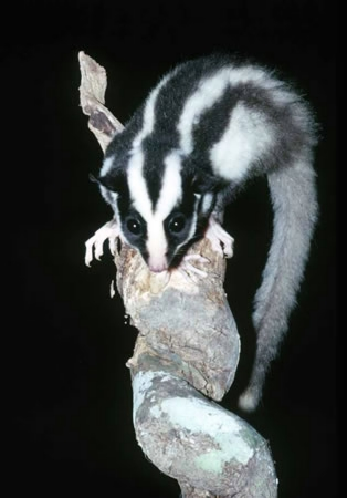 animals09StripedPossum.jpg