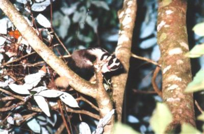 striped possum w.jpg