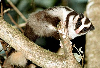 striped possum.jpg